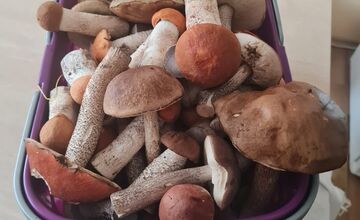 FOTO: Hubári sú v Prešovskom kraji nadšení