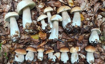 FOTO: Hubárovi sa v Snine zadarilo, z lesa odchádzal s plnými rukamiFOTO: 