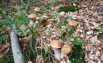 FOTO: Hubárovi sa v Snine zadarilo, z lesa odchádzal s plnými rukamiFOTO: 