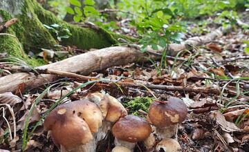 FOTO: Hubárovi sa v Snine zadarilo, z lesa odchádzal s plnými rukamiFOTO: 