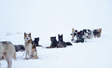 FOTO: Emma a Marcel z východu sa so svorkou psov presťahovali na Svalbard