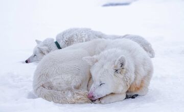 FOTO: Emma a Marcel z východu sa so svorkou psov presťahovali na Svalbard