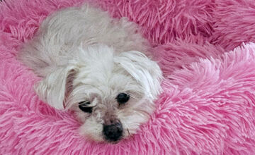 FOTO: Psíčkari sa podelil s fotkami svojich miláčikov