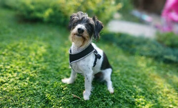 FOTO: Psíčkari sa podelil s fotkami svojich miláčikov