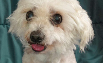 FOTO: Psíčkari sa podelil s fotkami svojich miláčikov