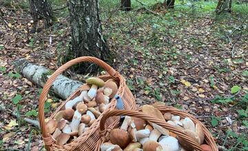FOTO: Hubárska diagnóza zasiahla východ. Dubáky, smiech aj plné košíky