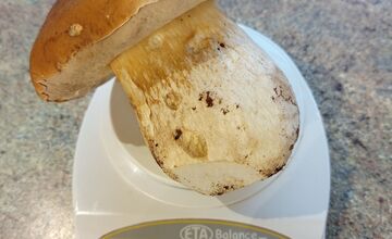 FOTO: Hubárska diagnóza zasiahla východ. Dubáky, smiech aj plné košíky