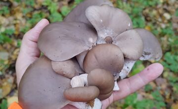 FOTO: Hubári sa pomaly lúčia so sezónou