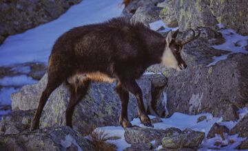FOTO: Kamzíkov je menej. V Tatrách padol na jeseň výrazný pokles