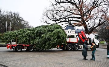 FOTO: Darovaná jedľa v Humennom, posledné želanie otca splnené