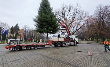 FOTO: Darovaná jedľa v Humennom, posledné želanie otca splnené