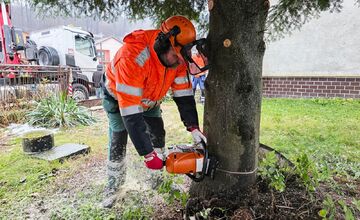 FOTO: Darovaná jedľa v Humennom, posledné želanie otca splnené