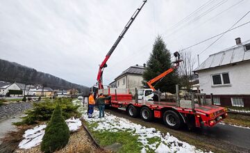 FOTO: Darovaná jedľa v Humennom, posledné želanie otca splnené