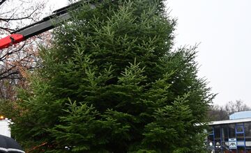 FOTO: Darovaná jedľa v Humennom, posledné želanie otca splnené