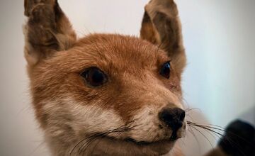 FOTO: Slabozrakým a nevidiacim deťom v Levoči priniesli originálny darček