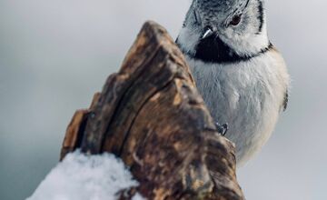 FOTO: TANAP ukázal krásu sýkorky chochlatej, drobnej bojovníčky zimy
