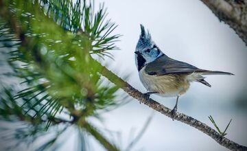 FOTO: TANAP ukázal krásu sýkorky chochlatej, drobnej bojovníčky zimy