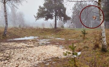 FOTO: Pri Veľkej Lomnici odhalili nelegálne krmoviská blízko domov