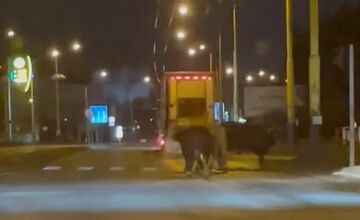 FOTO: Kuriózny incident v Prešove. Vodičovi ušlo z kamióna päť býkov