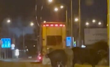 FOTO: Kuriózny incident v Prešove. Vodičovi ušlo z kamióna päť býkov