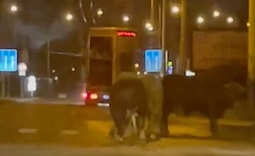 FOTO: Kuriózny incident v Prešove. Vodičovi ušlo z kamióna päť býkov