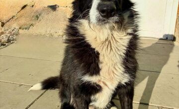 FOTO: Tuláčik Baloo márne čaká na dočasnú opateru v okolí Popradu či Kežmarku