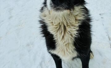 FOTO: Tuláčik Baloo márne čaká na dočasnú opateru v okolí Popradu či Kežmarku