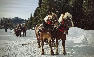 FOTO: Kočom do zakázaných Tatier. Zvernica otvára unikátny zážitok