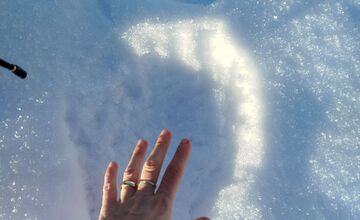 FOTO: Obec pod Tatrami upozorňuje na výskyt medveďa