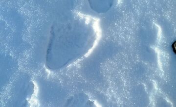FOTO: Obec pod Tatrami upozorňuje na výskyt medveďa