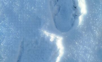 FOTO: Obec pod Tatrami upozorňuje na výskyt medveďa
