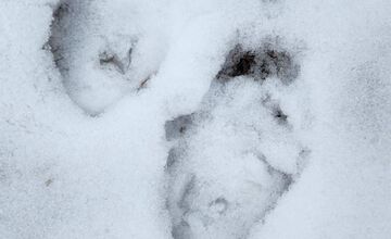 FOTO: V obci pod Tatrami medveď pravdepodobne nespí