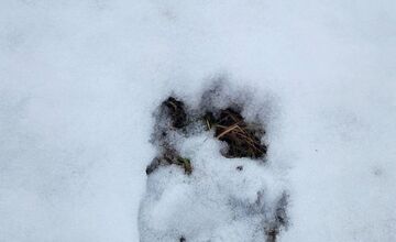 FOTO: V obci pod Tatrami medveď pravdepodobne nespí