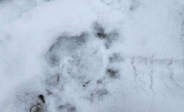 FOTO: V obci pod Tatrami medveď pravdepodobne nespí