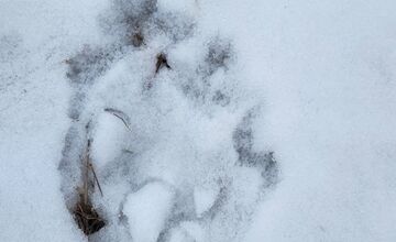 FOTO: V obci pod Tatrami medveď pravdepodobne nespí