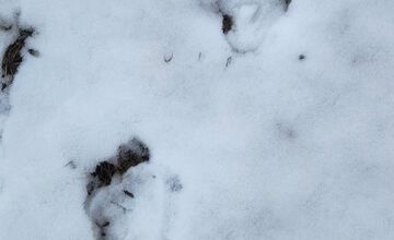 FOTO: V obci pod Tatrami medveď pravdepodobne nespí