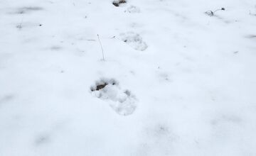 FOTO: V obci pod Tatrami medveď pravdepodobne nespí