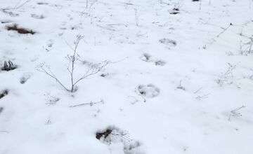 FOTO: V obci pod Tatrami medveď pravdepodobne nespí