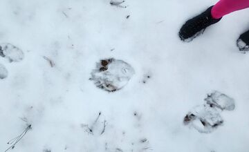 FOTO: V obci pod Tatrami medveď pravdepodobne nespí