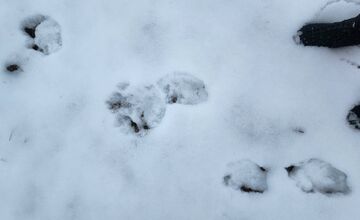 FOTO: V obci pod Tatrami medveď pravdepodobne nespí