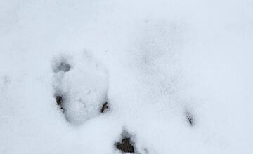 FOTO: V obci pod Tatrami medveď pravdepodobne nespí