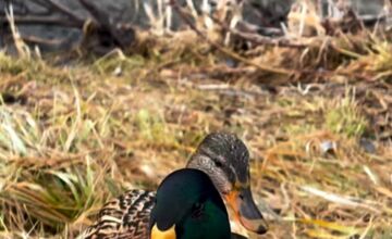 FOTO: Zimné sčítanie vtáctva v TANAP-e odhalilo zaujímavé vzorce