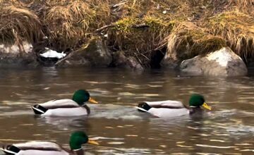 FOTO: Zimné sčítanie vtáctva v TANAP-e odhalilo zaujímavé vzorce