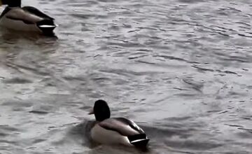 FOTO: Zimné sčítanie vtáctva v TANAP-e odhalilo zaujímavé vzorce