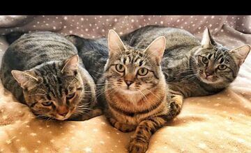 FOTO: Nekompromisný zlodej pod Tatrami využil nepozornosť 92-ročného muža