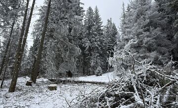 FOTO: Rúbanie v 5. stupni ochrany? My sme les bije na poplach
