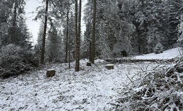 FOTO: Rúbanie v 5. stupni ochrany? My sme les bije na poplach