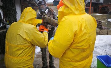 FOTO: V obci pri Prešove bola potvrdená vtáčia chrípka
