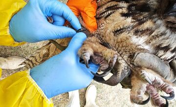 FOTO: V obci pri Prešove bola potvrdená vtáčia chrípka