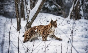 FOTO:  Počuli ste zvláštne zvuky v horách? Pravdepodobne ide o rysiu ruju